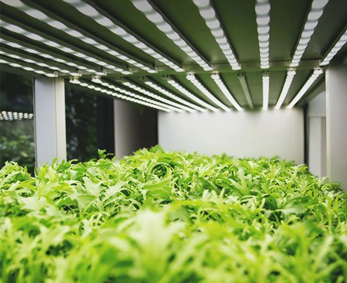 Plant Growth Lighting